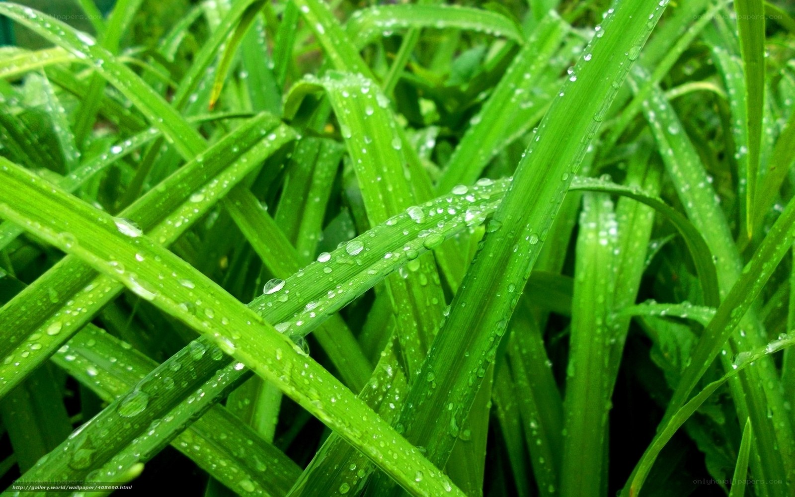 Green grass with water droplets