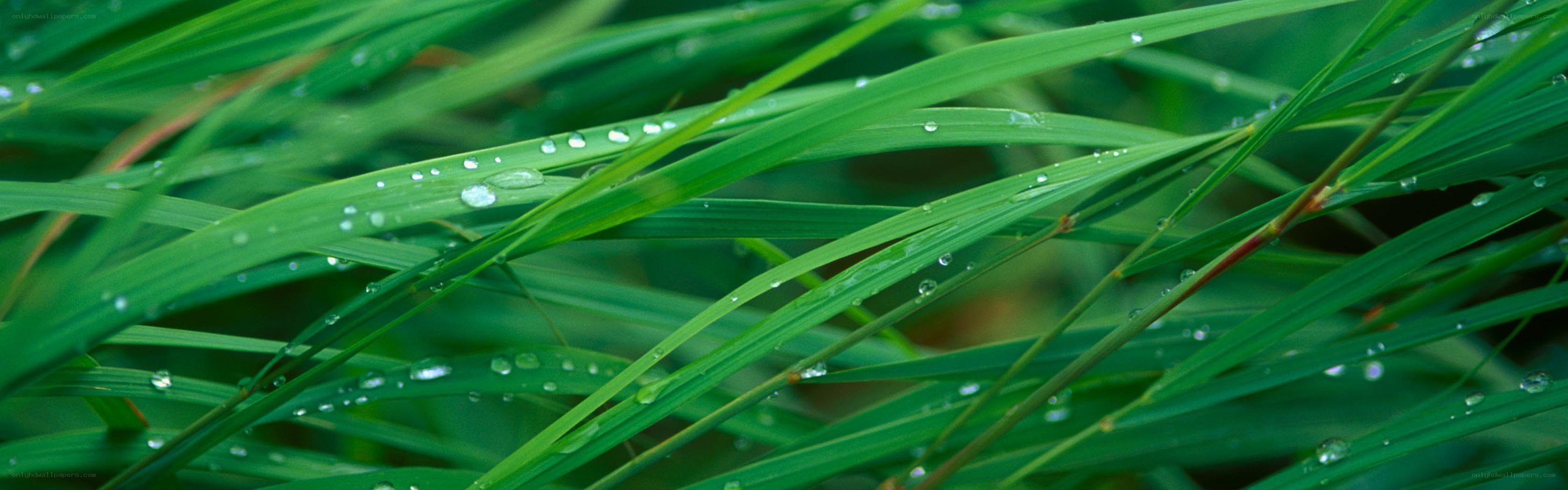 Green grass with water droplets