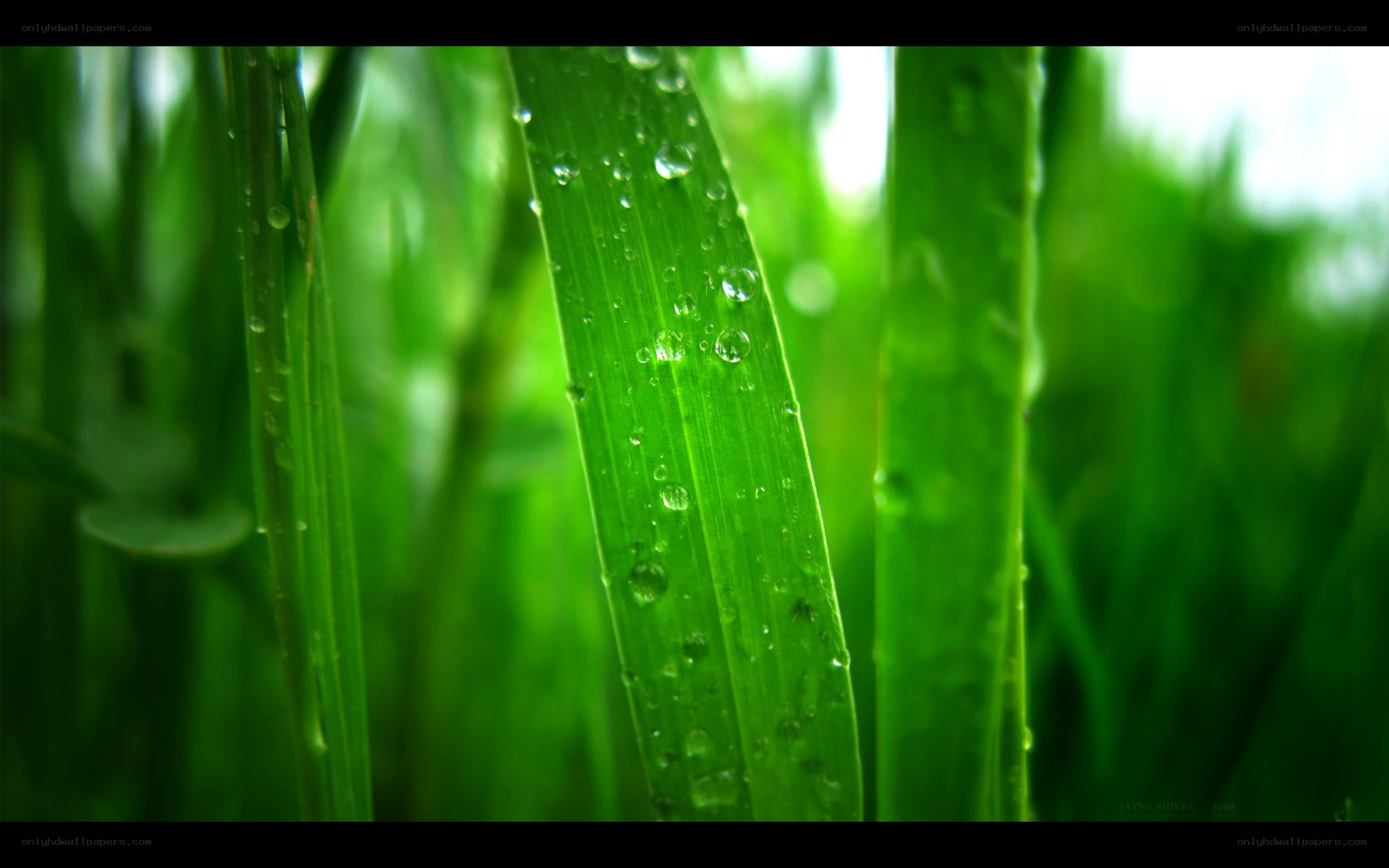 Green grass with water droplets