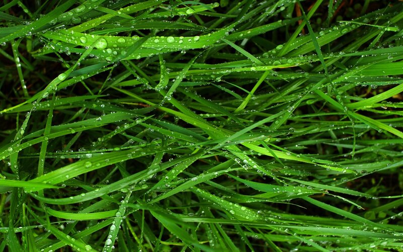 green grass with water droplets
