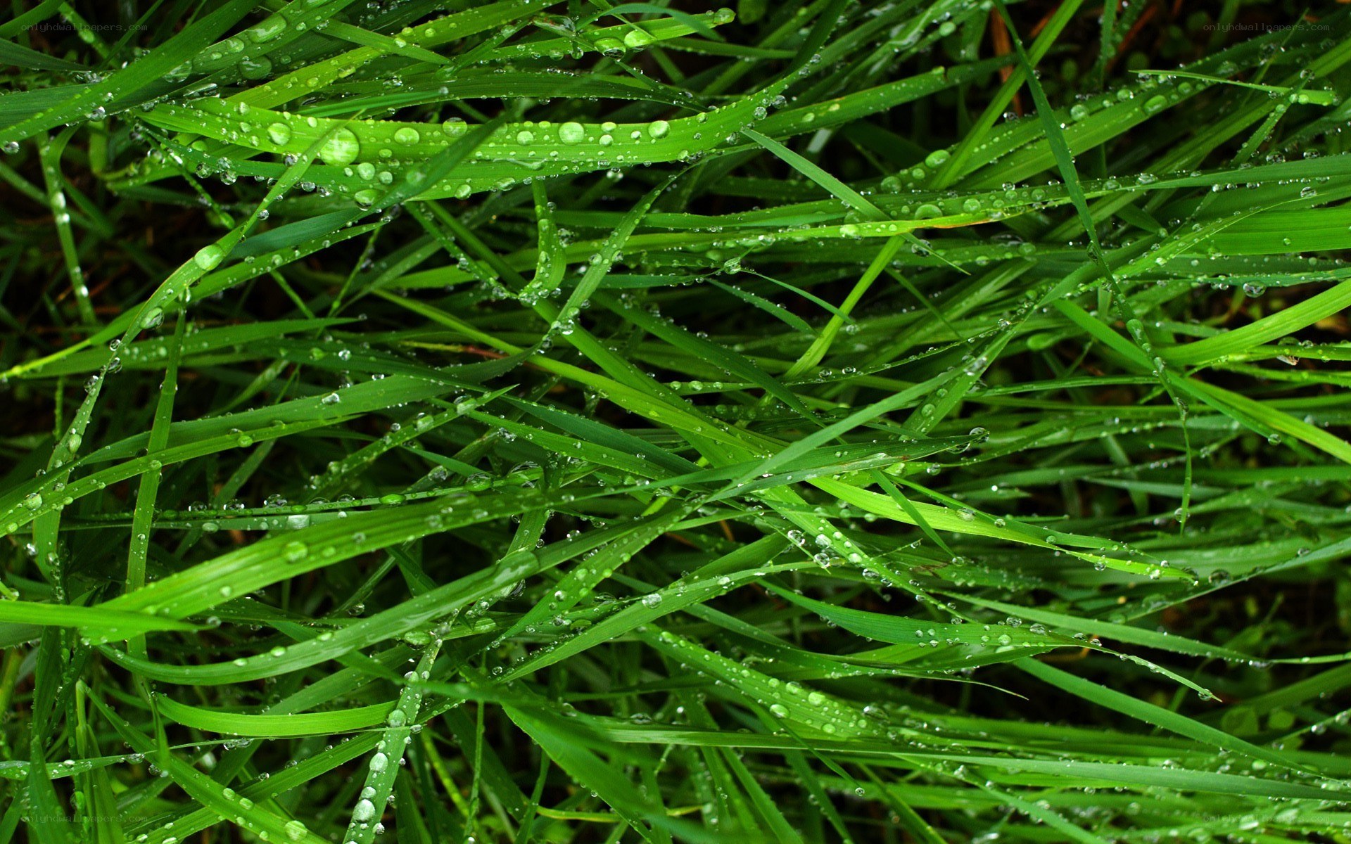 green grass with water droplets
