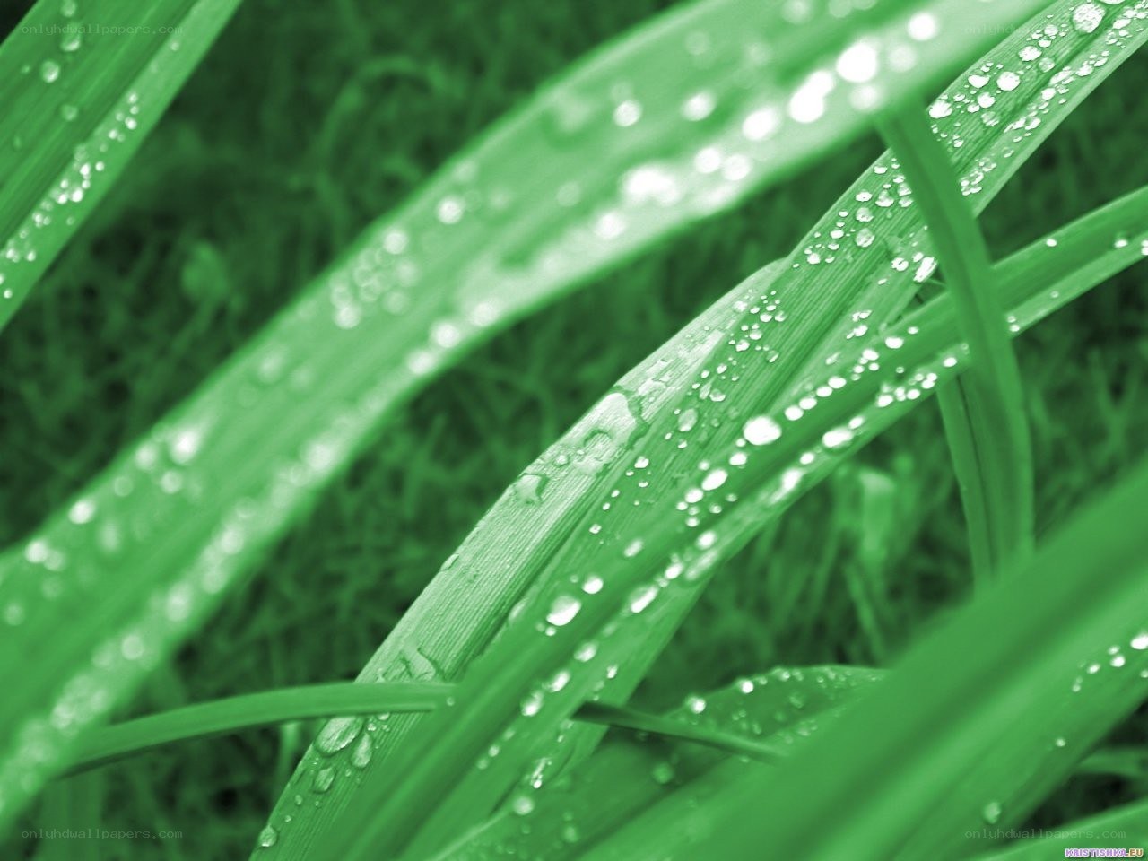 Green grass with water droplets