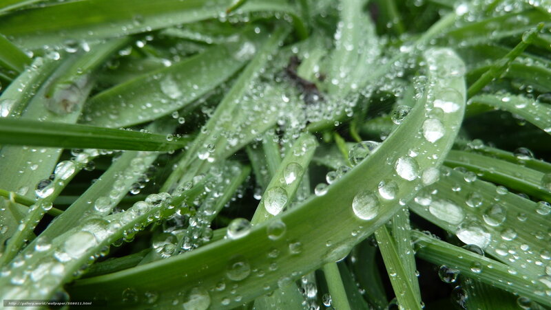 Green Grass with Water Droplets — Calm, Morning, Photograph, Water Droplets, Grass Blades