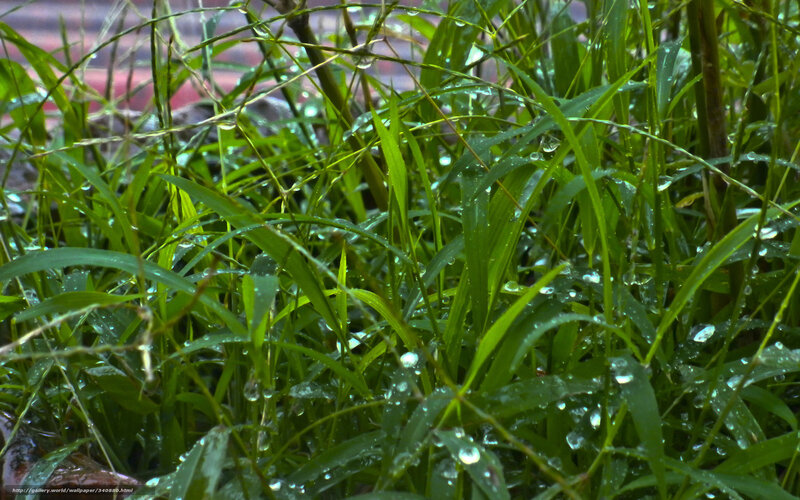 Green Grass with Water Droplets — Calm, Morning, Photograph, Water Droplets