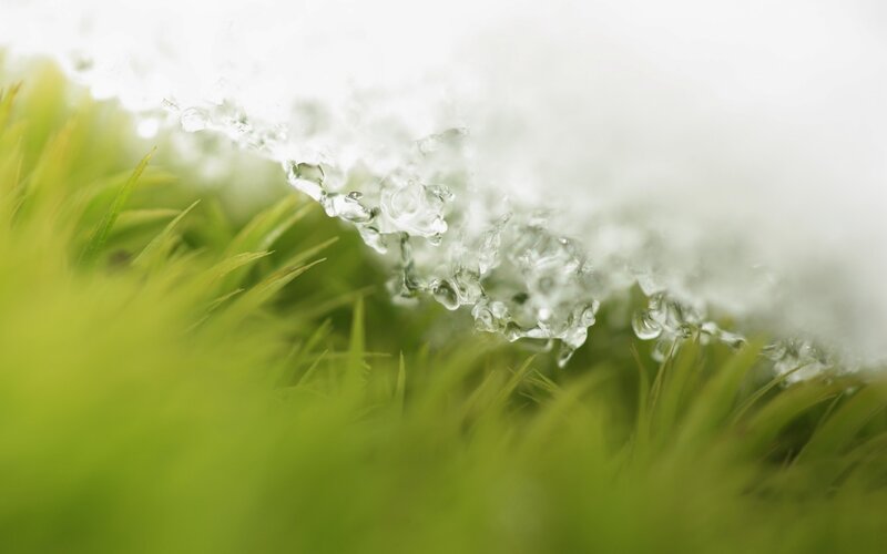 Green Grass with Water Droplets — Calm, Photograph