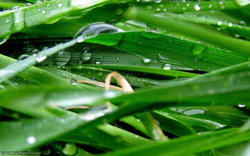 Green Grass with Water Droplets — Fresh, Morning