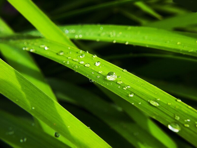 Green Grass with Water Droplets — Morning, Sunlight