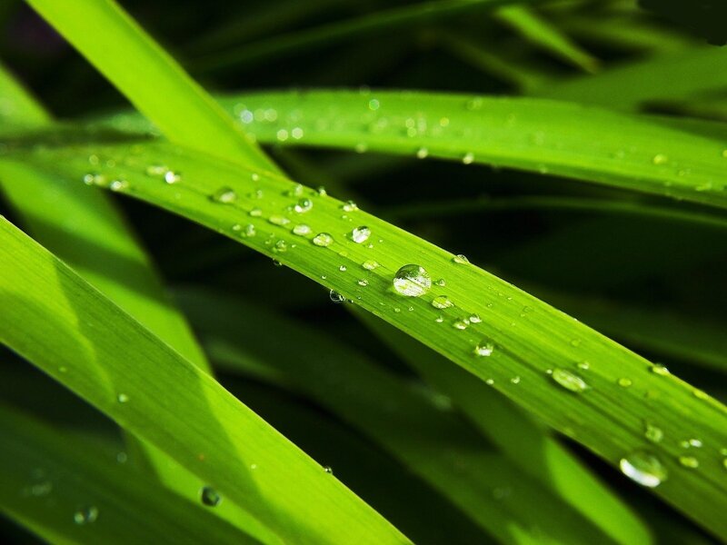 Green Grass with Water Droplets — Serene, Morning, Photograph, Water Droplets