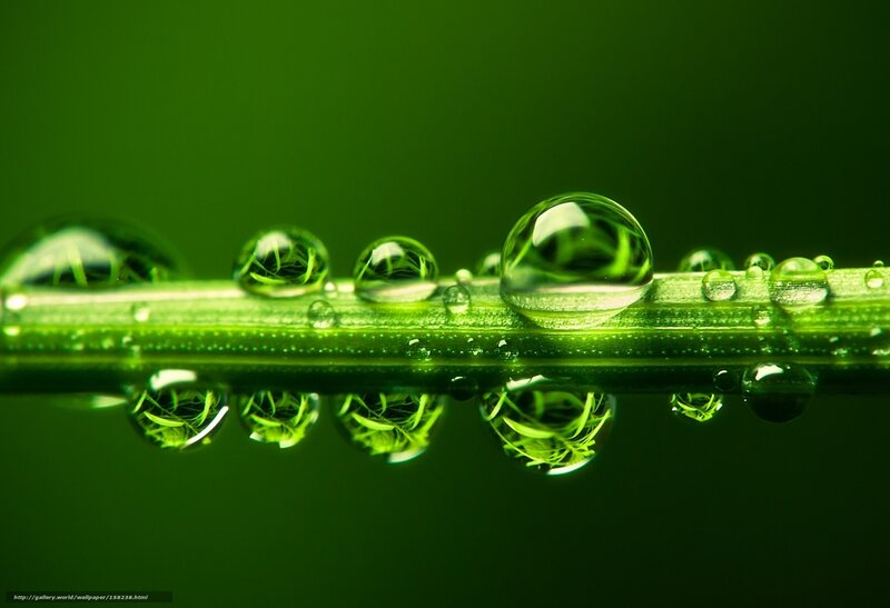 Green Grass with Water Droplets — Serene, Photograph