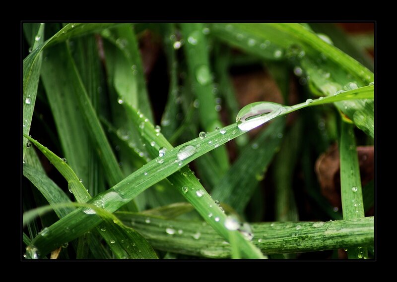 Green Grass with Water Droplets — Serene