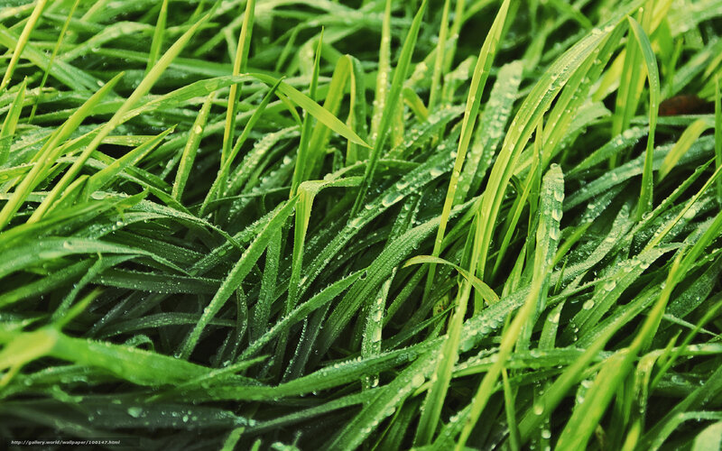 Green grass with water droplets