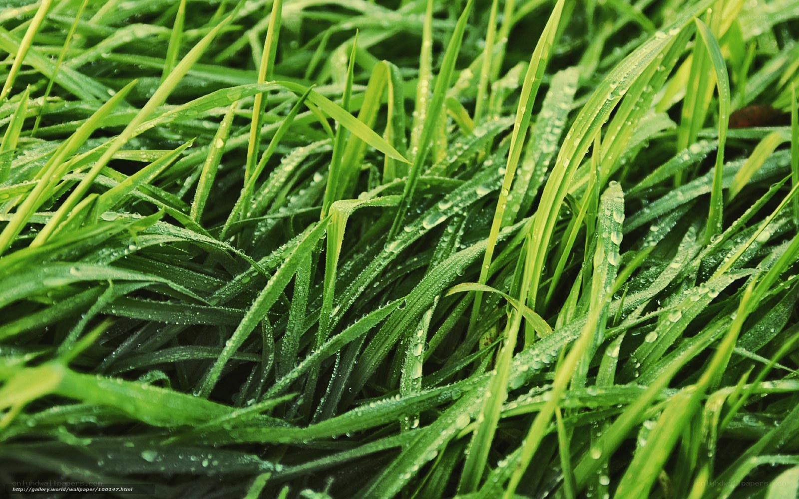 Green grass with water droplets