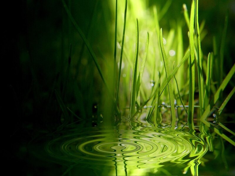 Green grass with water ripples