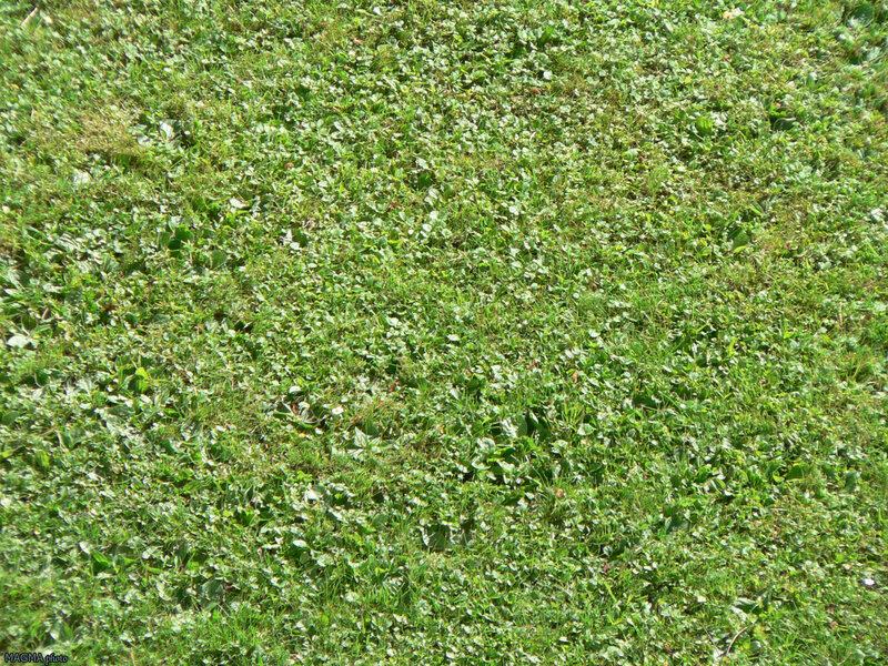 green grass with weeds