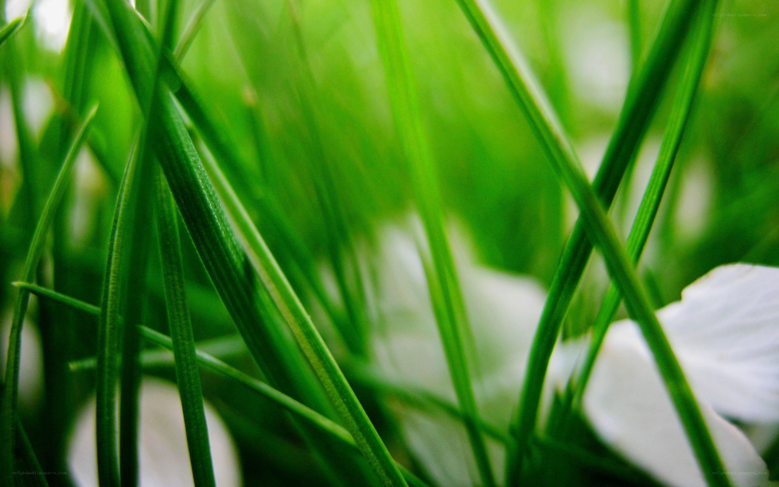 Green grass with white flower