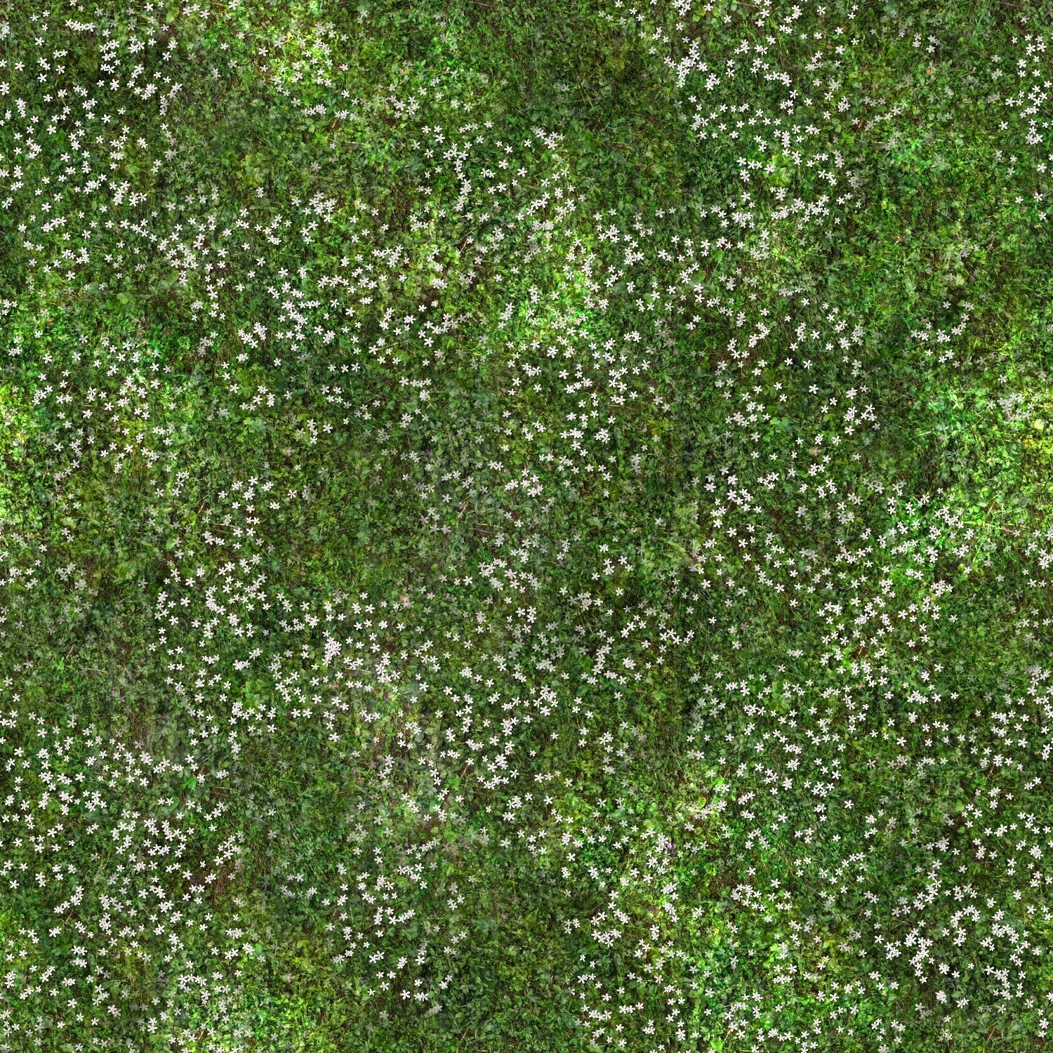 green grass with white flowers