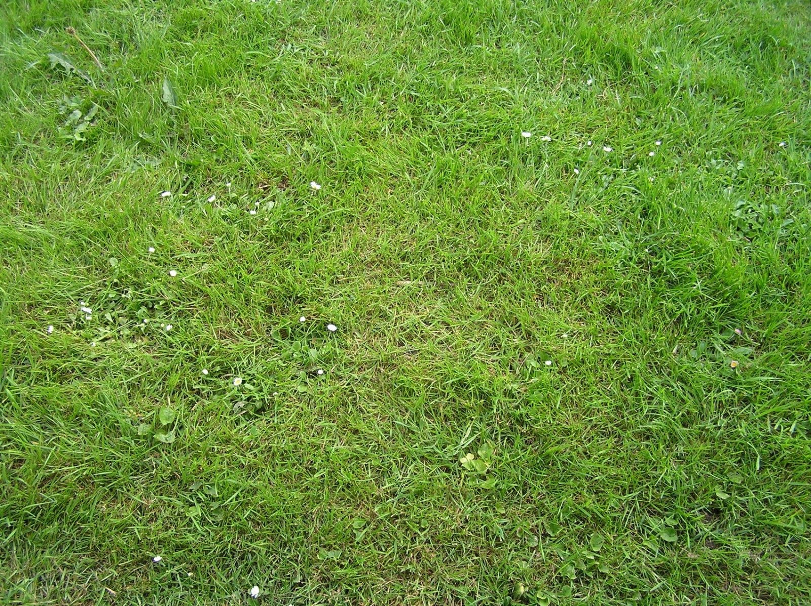 green grass with white flowers