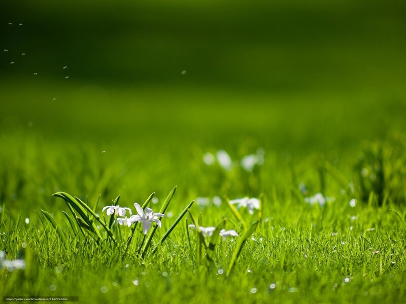 Green grass with white flowers