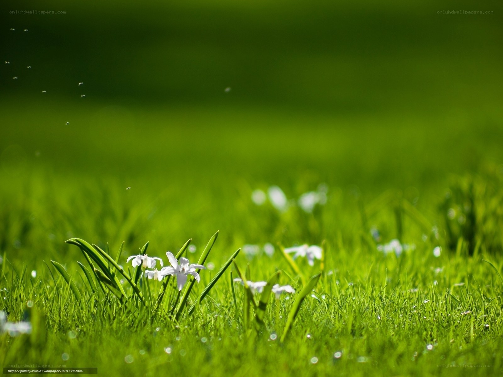 Green grass with white flowers