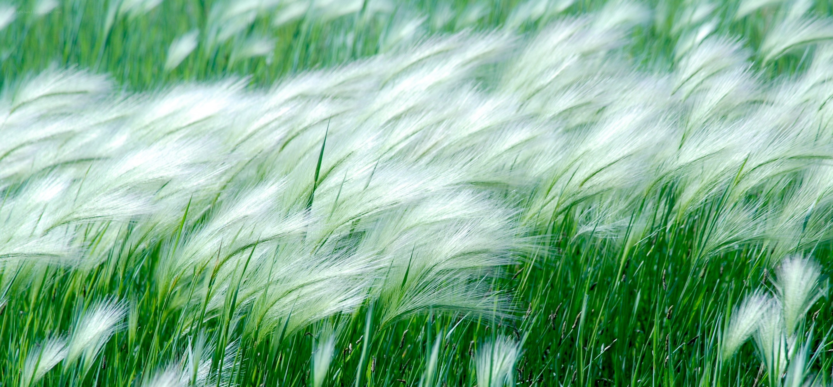 Green grass with white seed heads