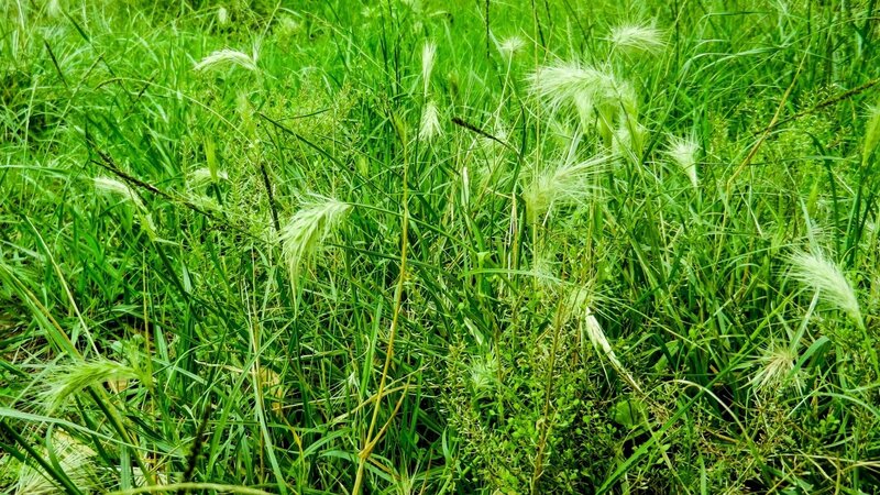 Green grass with wildflowers