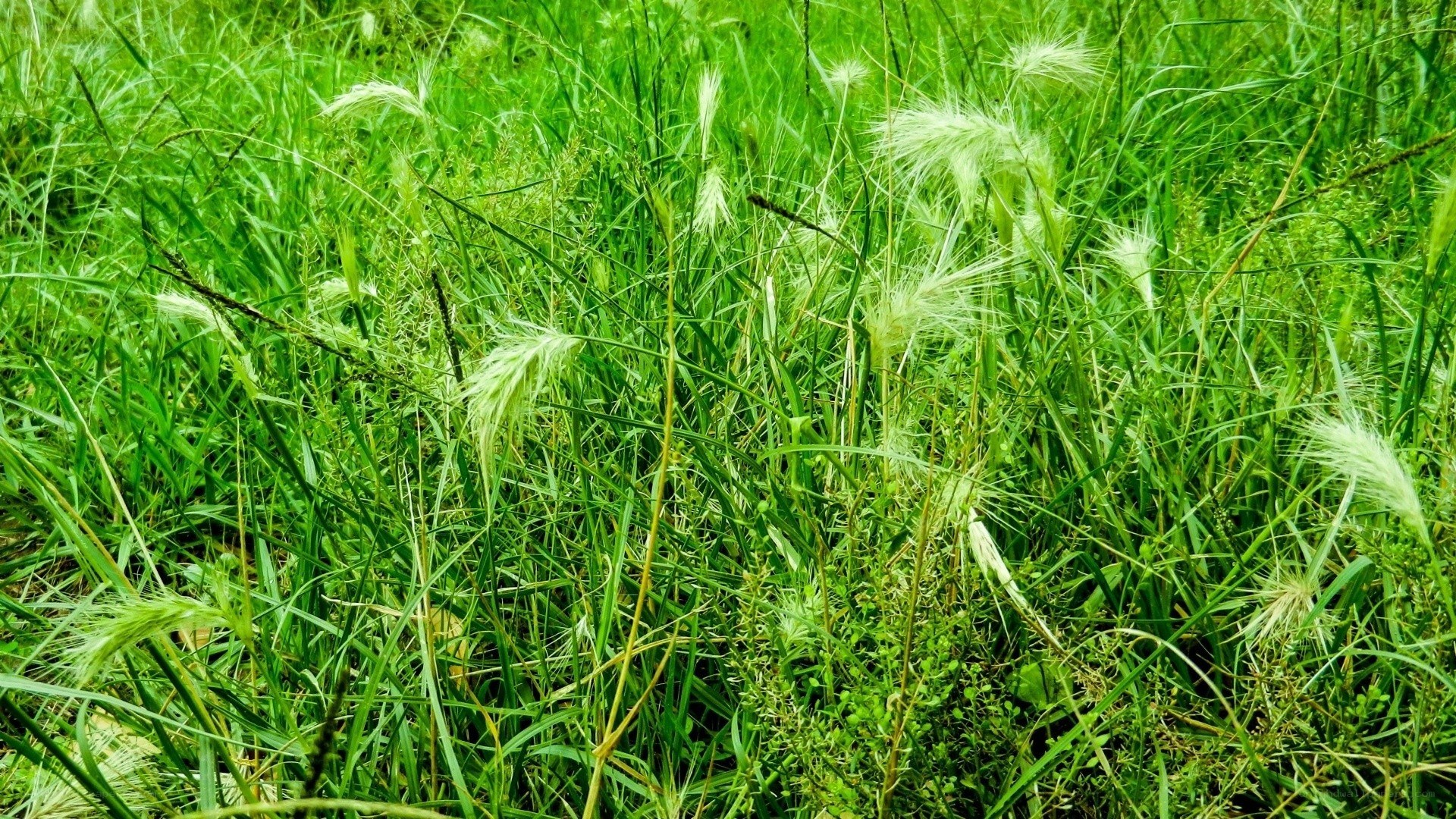 Green grass with wildflowers