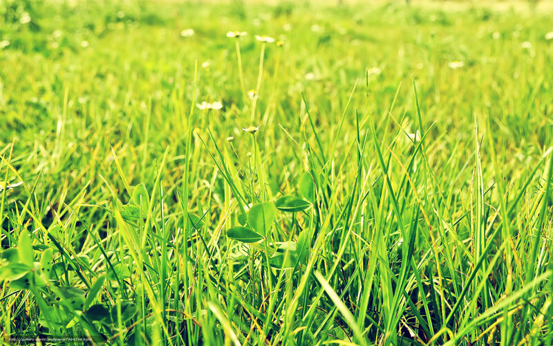green grass with wildflowers