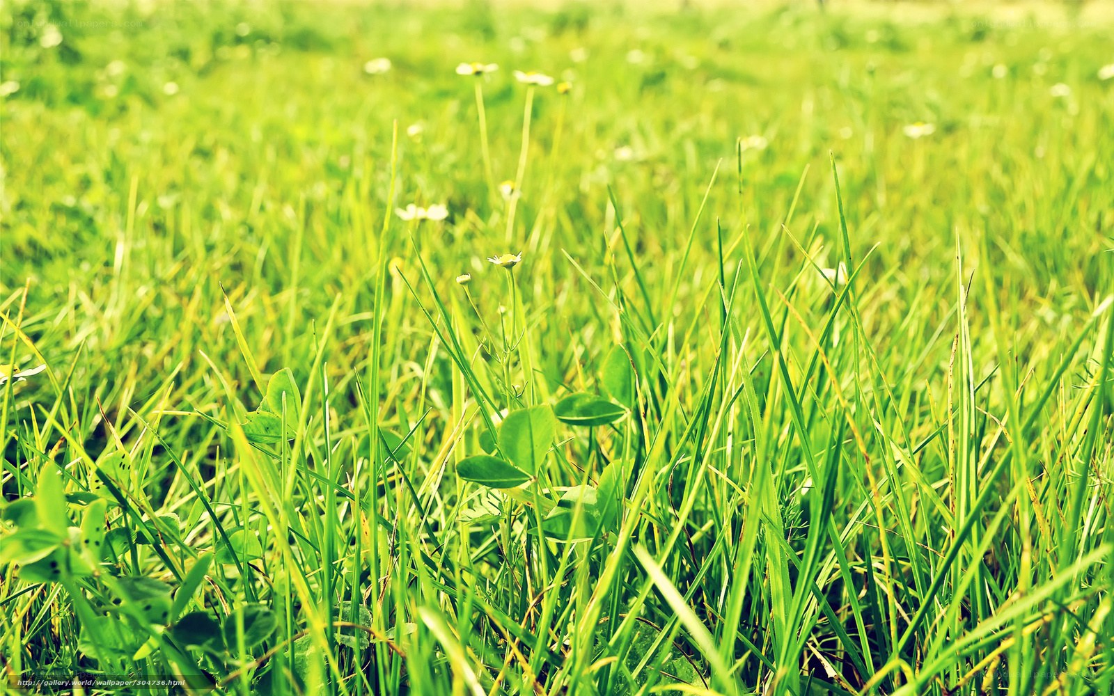 green grass with wildflowers