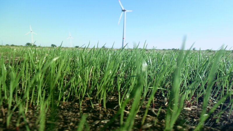 Green Grass with Wind Turbines