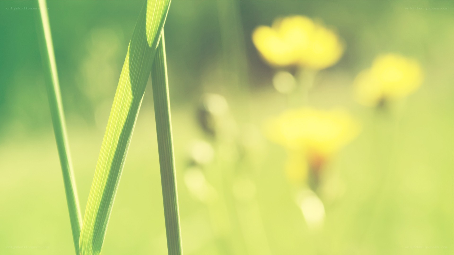 Green grass with yellow flowers