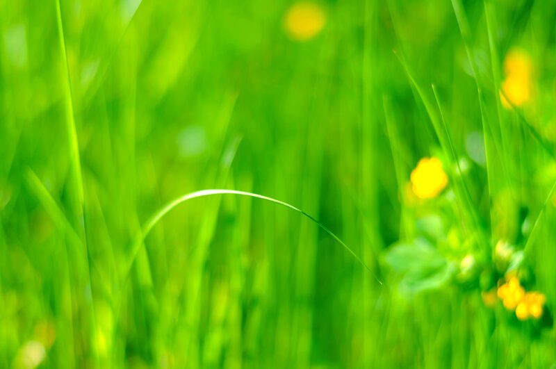 Green Grass with Yellow Flowers — Serene, Spring
