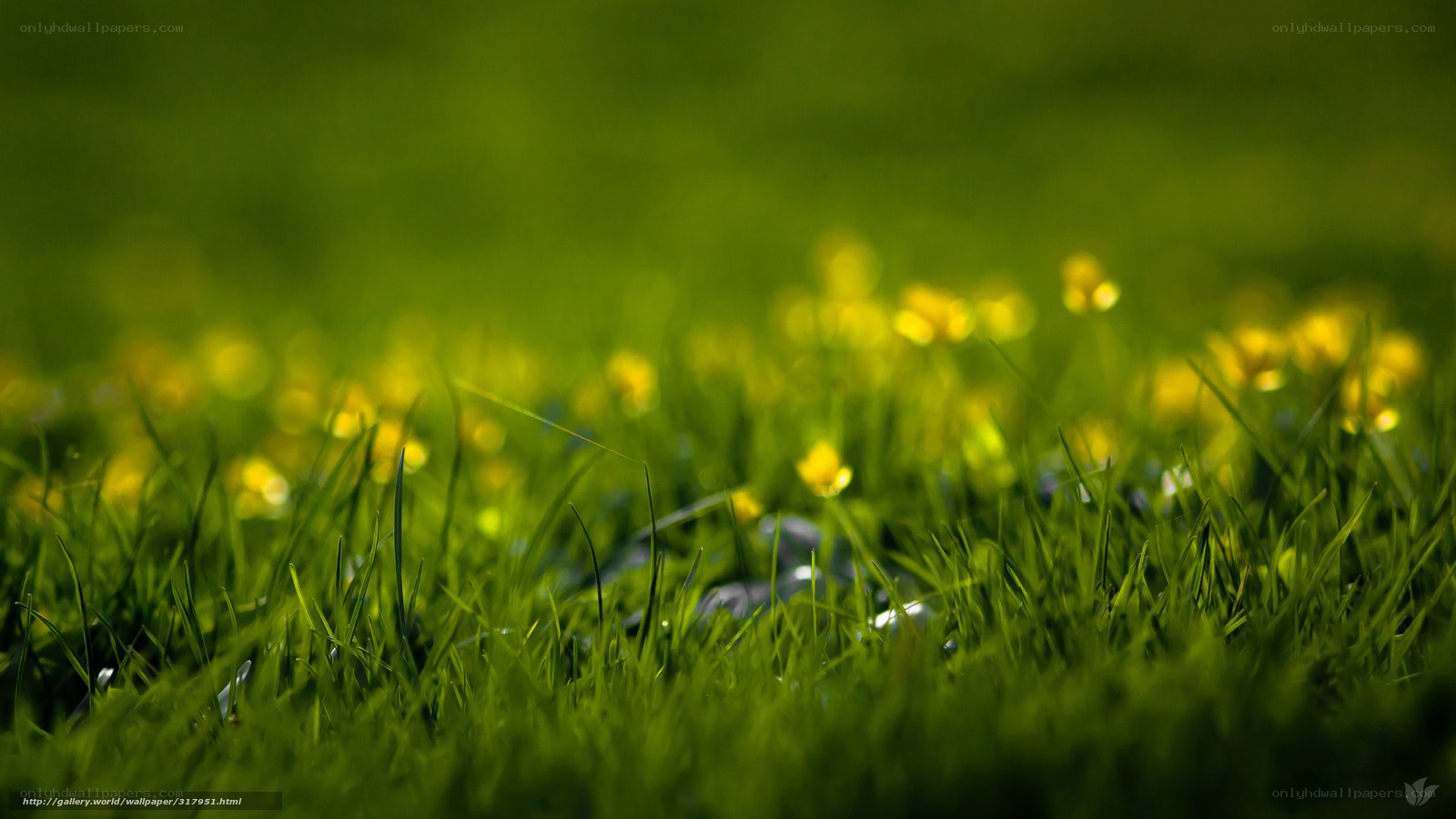 Green grass with yellow flowers