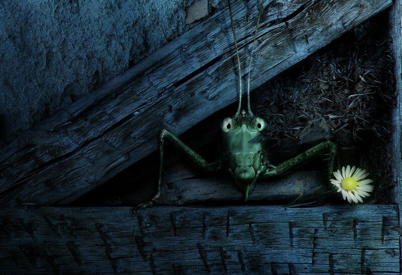 Green Grasshopper — Dark