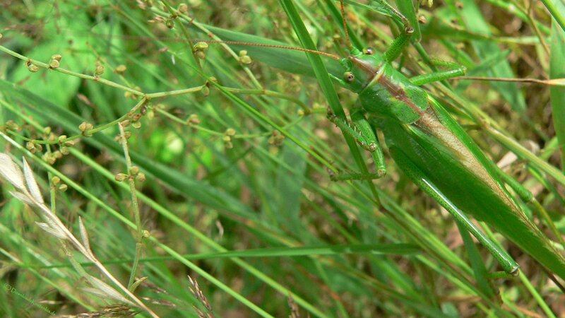 green grasshopper in foliage