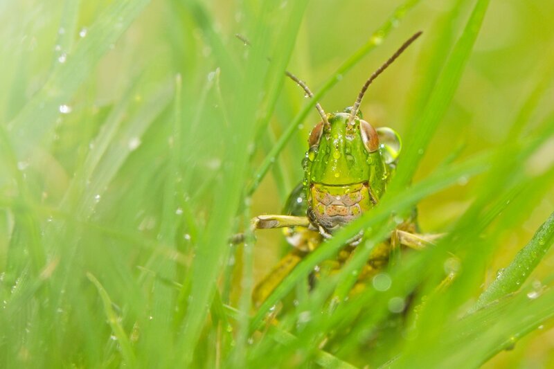 Green Grasshopper in Grass