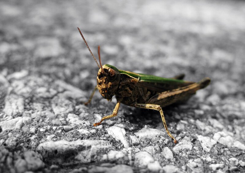 Green Grasshopper — Natural