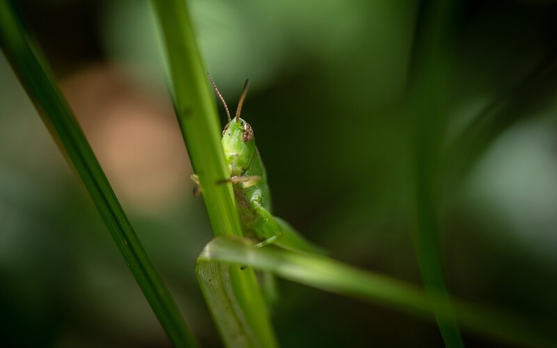 Green grasshopper on a blade of grass