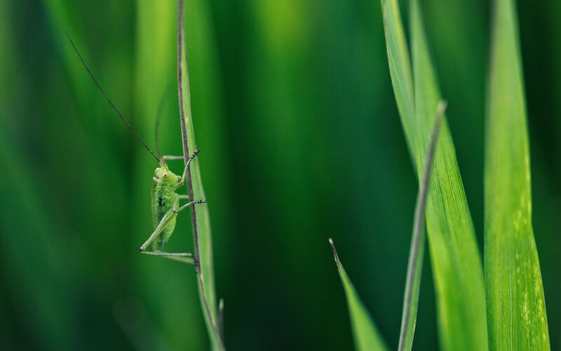 Green grasshopper on a blade