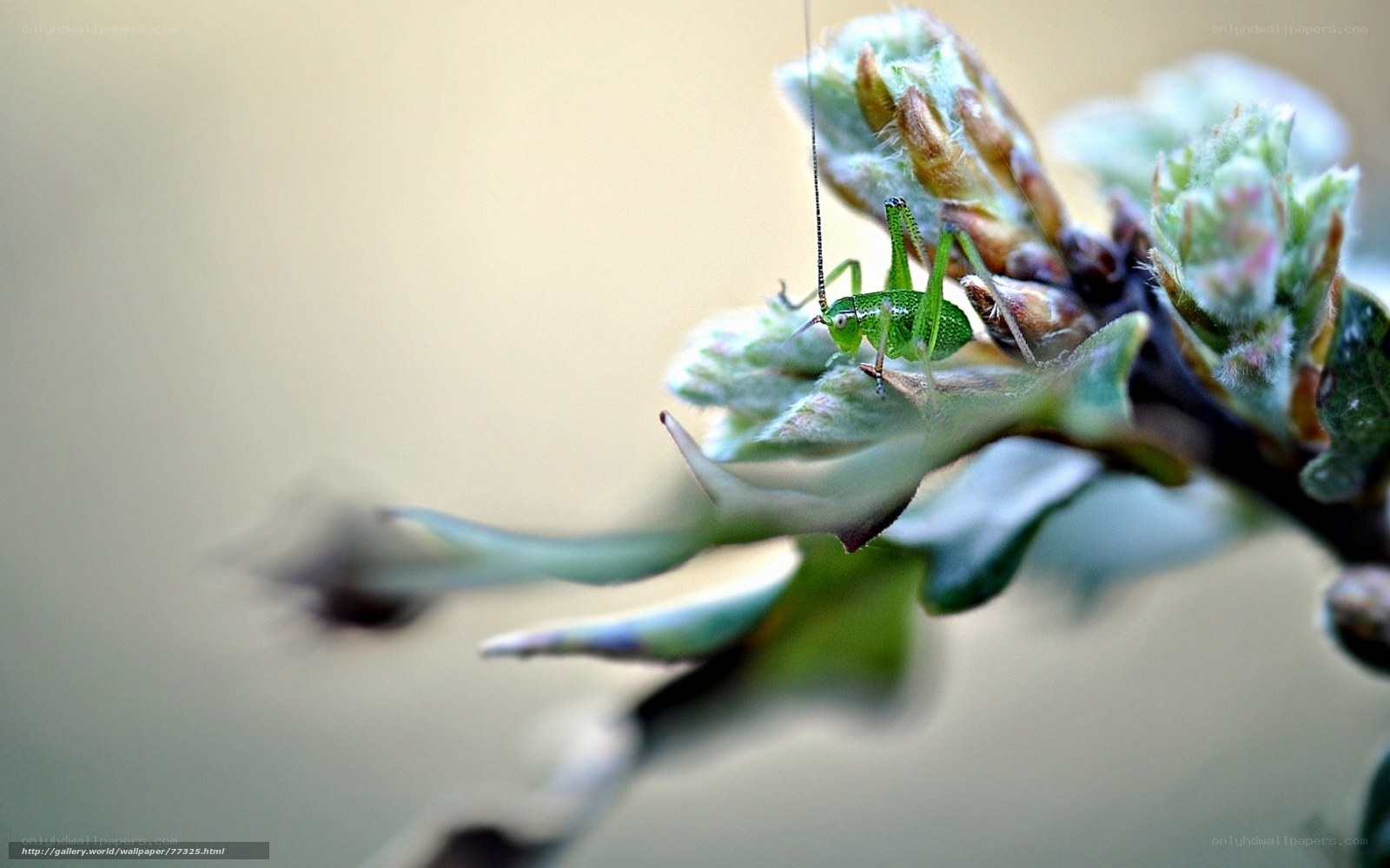 Green grasshopper on a branch