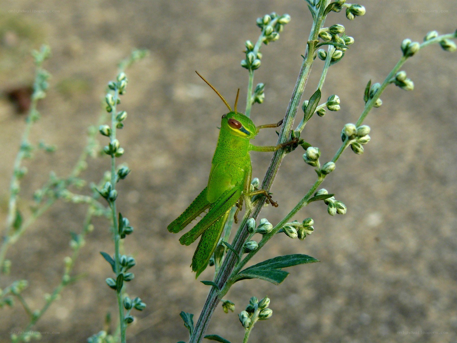 Green grasshopper on a plant