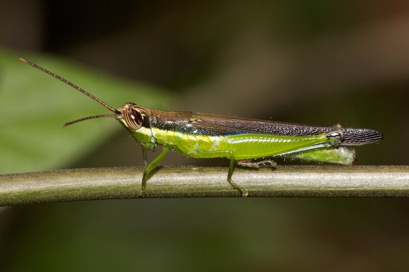 green grasshopper on a stem