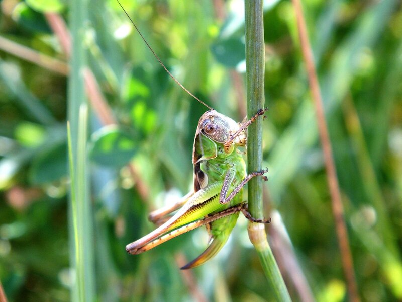 Green grasshopper on a stem