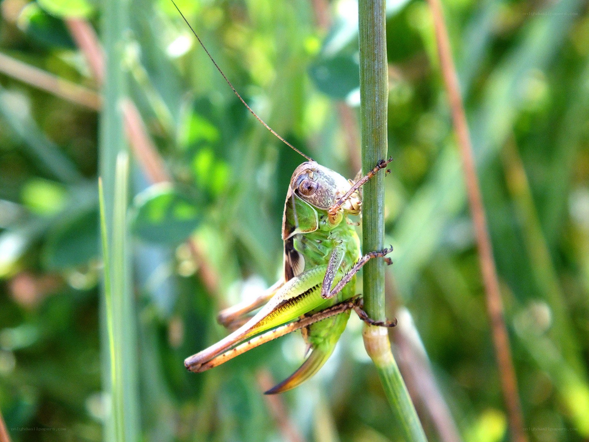 Green grasshopper on a stem