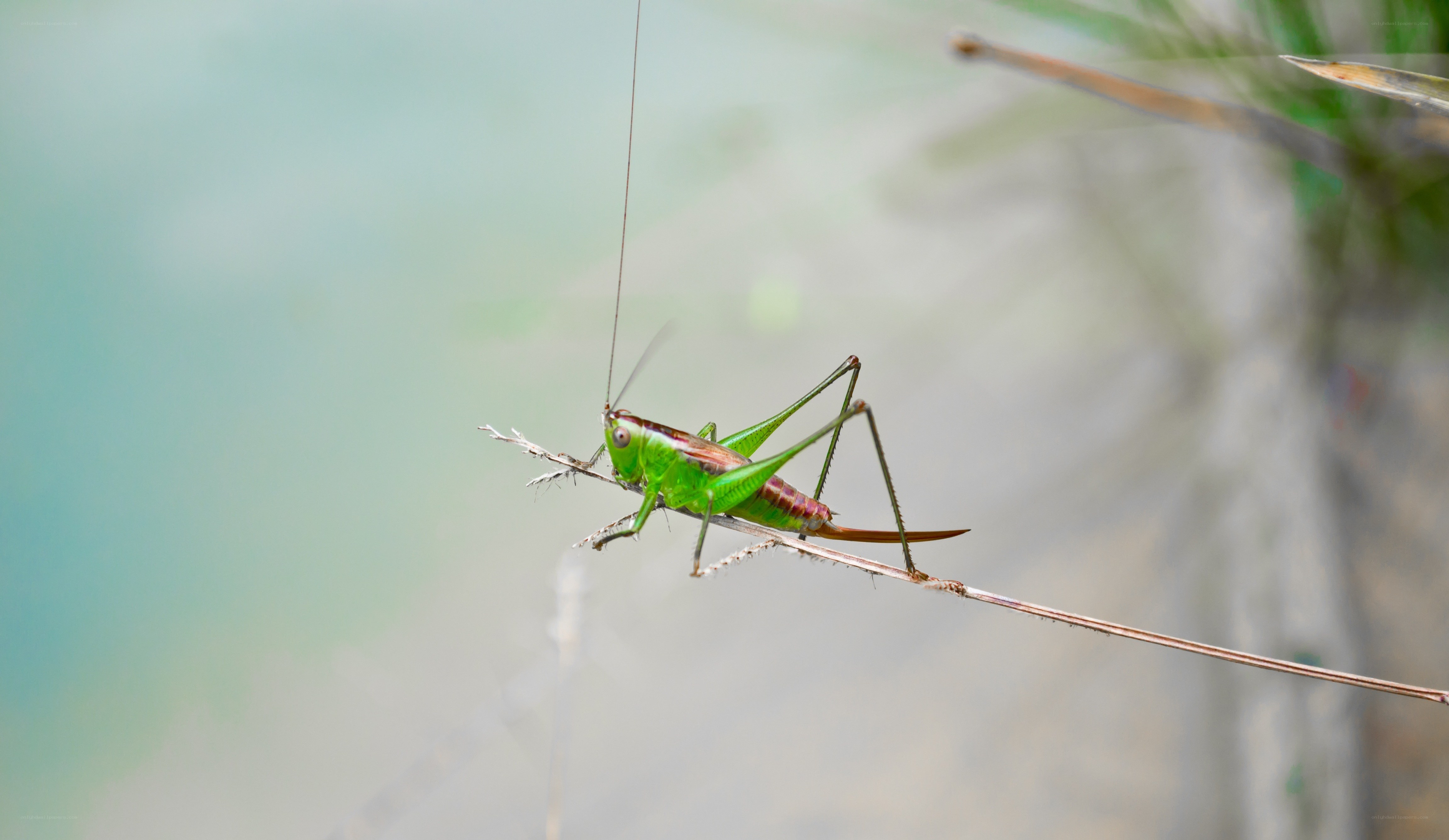 green grasshopper on a twig