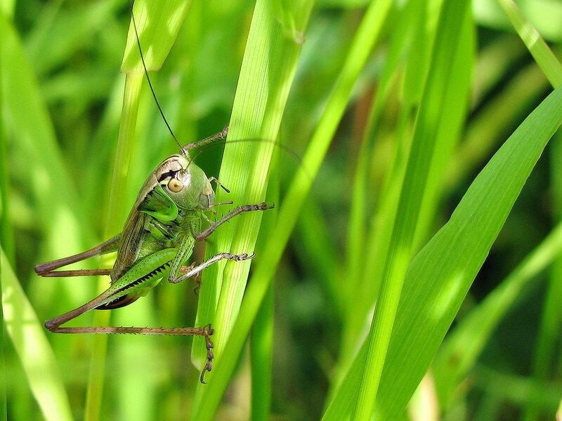 Green grasshopper on blade of grass