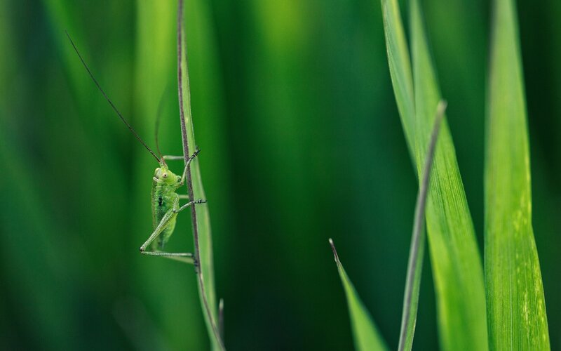 Green grasshopper on blade of grass