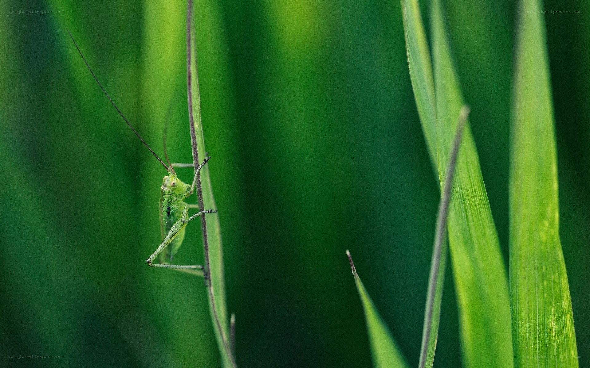 Green grasshopper on blade of grass