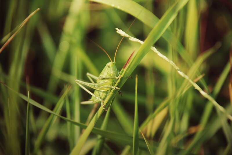 Green Grasshopper on Blade