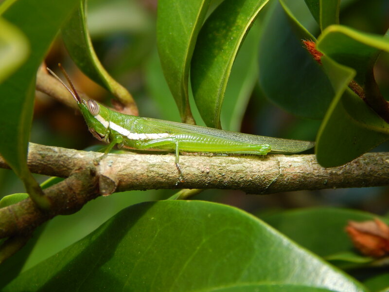 Green Grasshopper on Branch — Natural, Afternoon