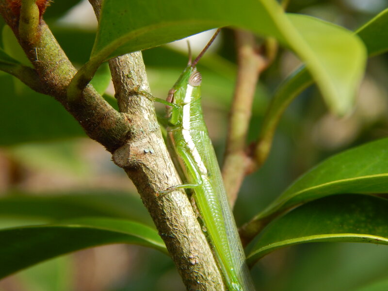 Green Grasshopper on Branch — Natural